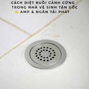 Cách Diệt Ruồi Cánh Cứng Trong Nhà Vệ Sinh Tận Gốc & Ngăn Tái Phát