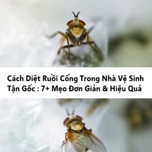Cách Diệt Ruồi Cống Trong Nhà Vệ Sinh Tận Gốc: 7+ Mẹo Đơn Giản & Hiệu Quả
