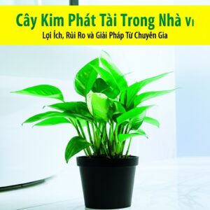 Cây Kim Phát Tài Trong Nhà Vệ Sinh: Lợi Ích, Rủi Ro và Giải Pháp Từ Chuyên Gia